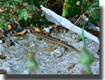 Lacerta trilineata
